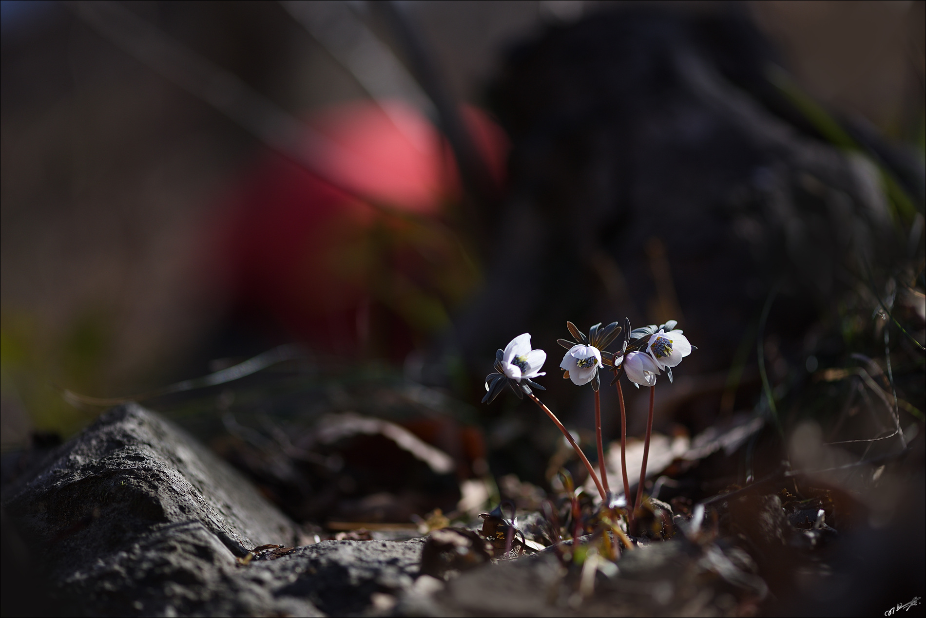 DSC_2738_2.jpg