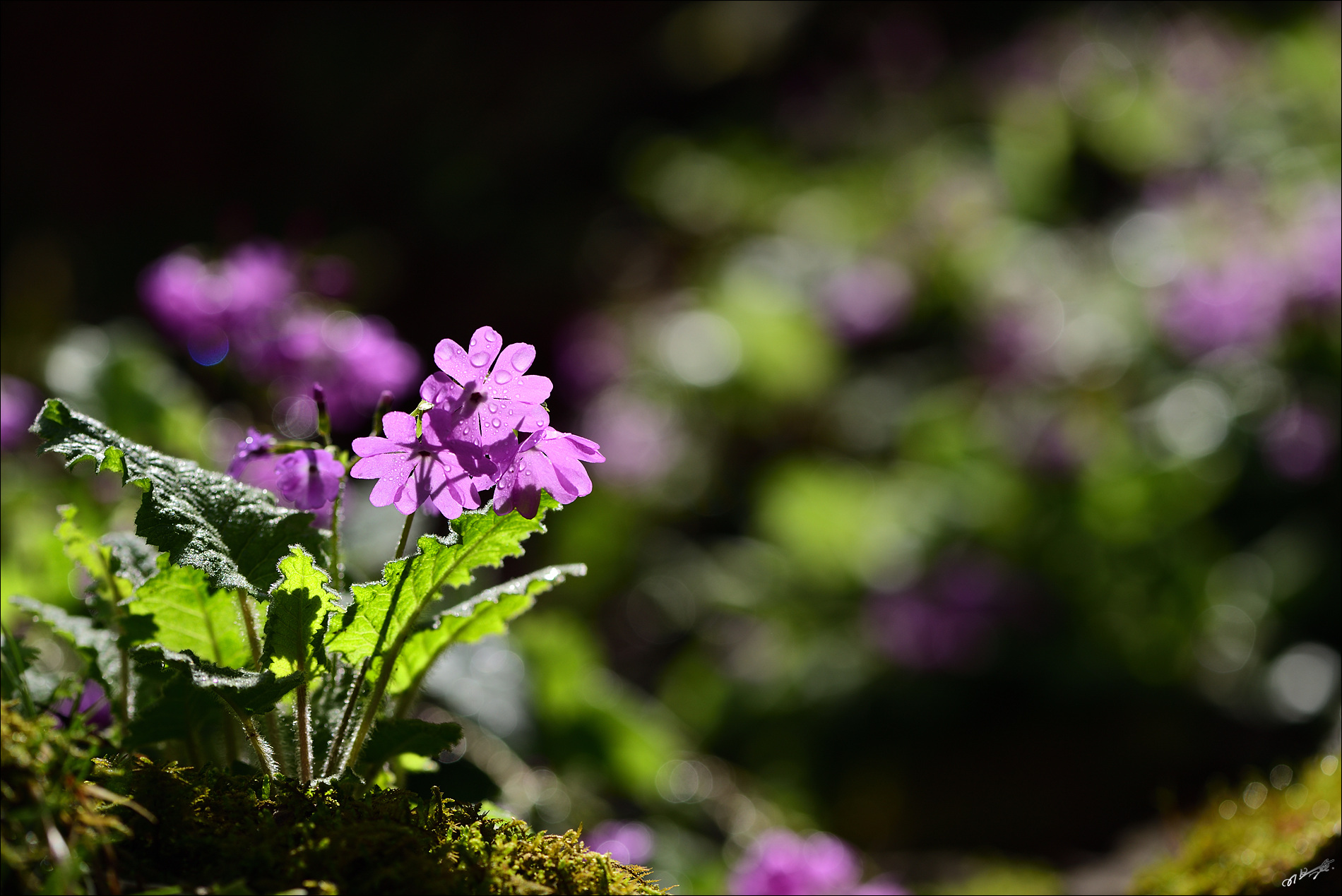 DSC_7426_2.jpg