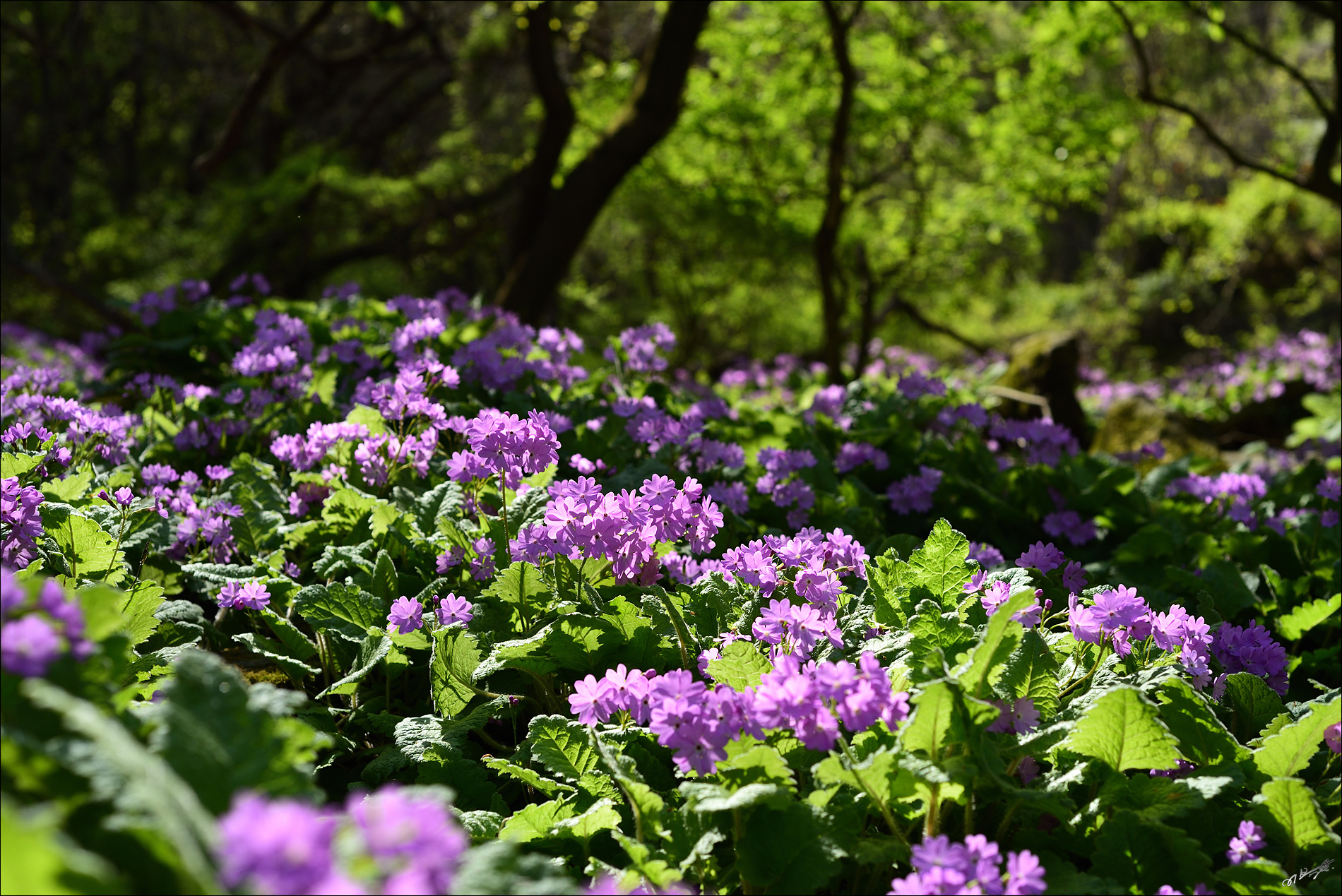 DSC_7471_2.jpg