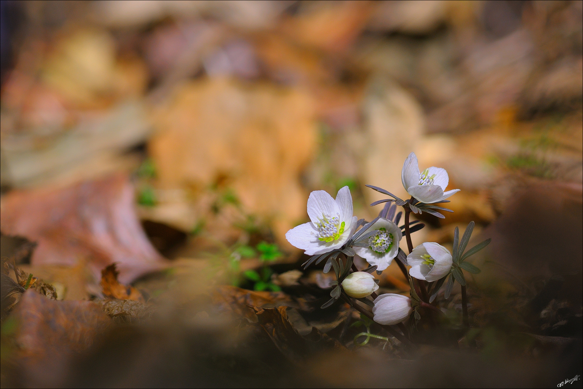 변산바람꽃_1_1.jpg