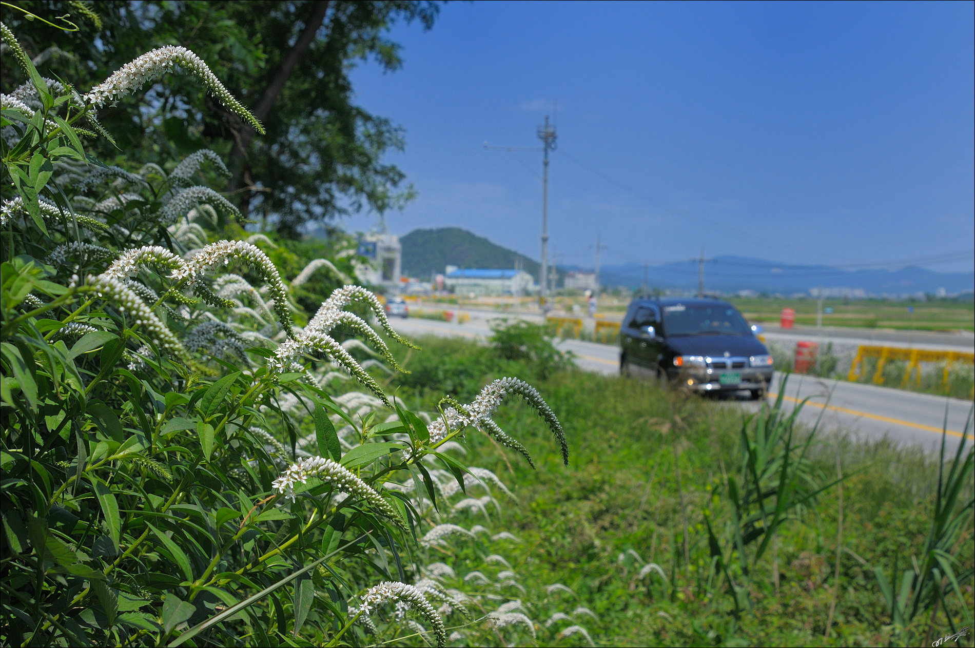 까치수염_1_1.jpg