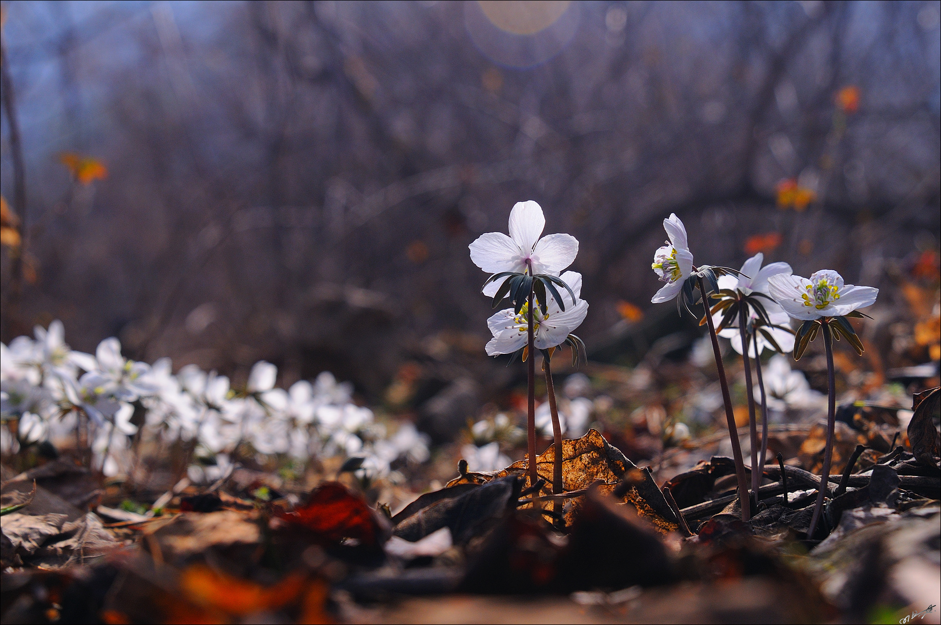 변산바람꽃_2_1.jpg