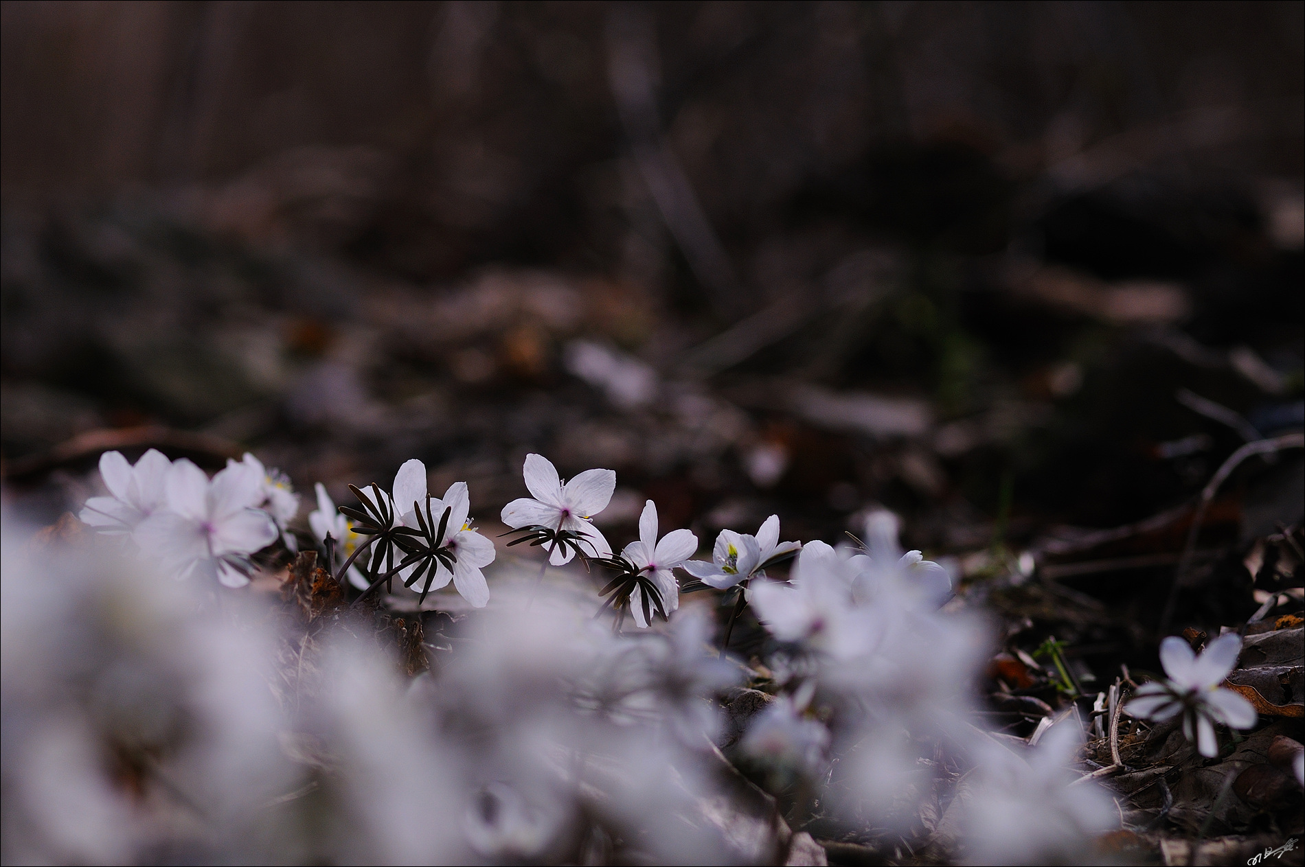 변산바람꽃_2_2.jpg