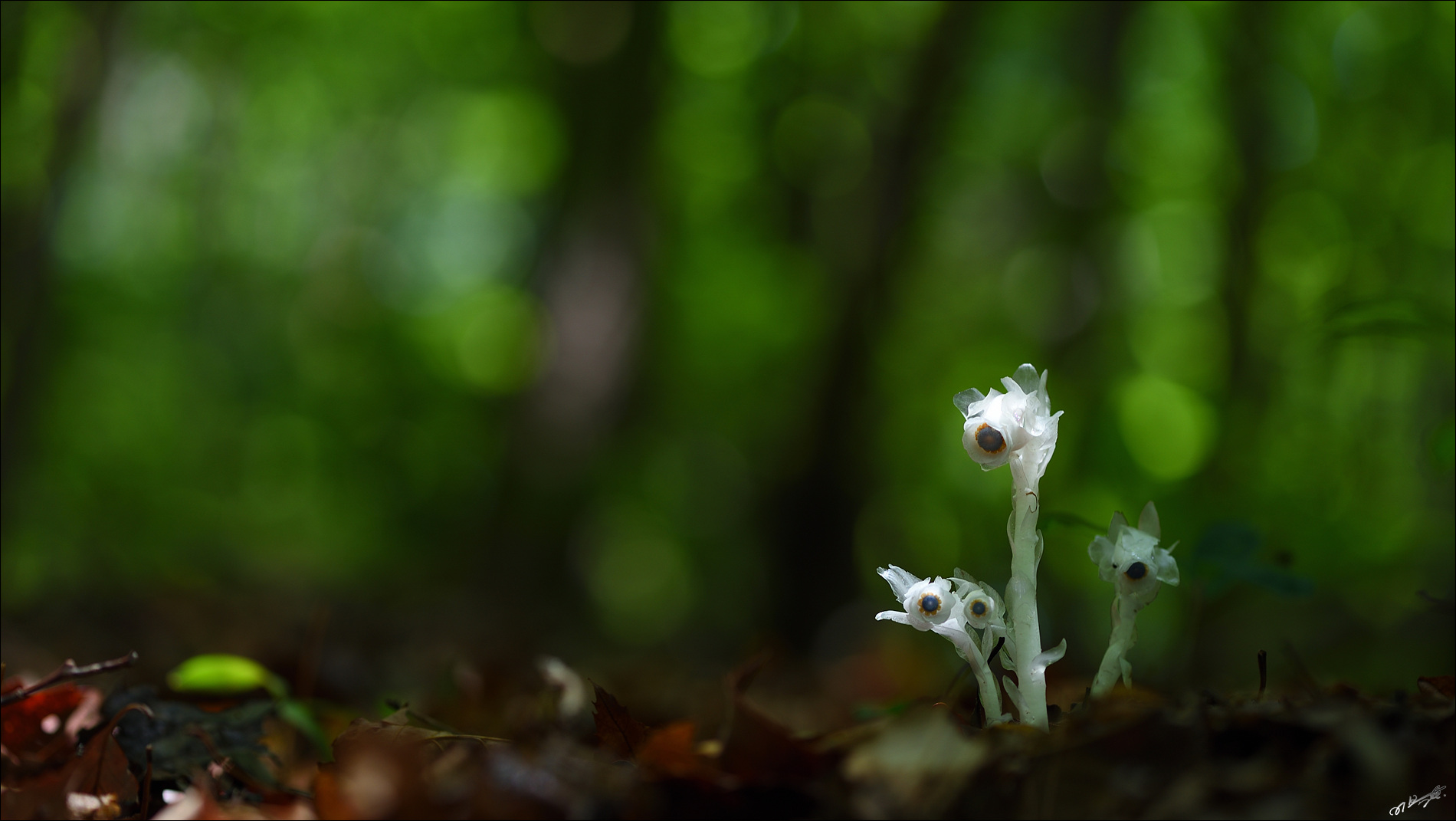DSC_2148_3.jpg