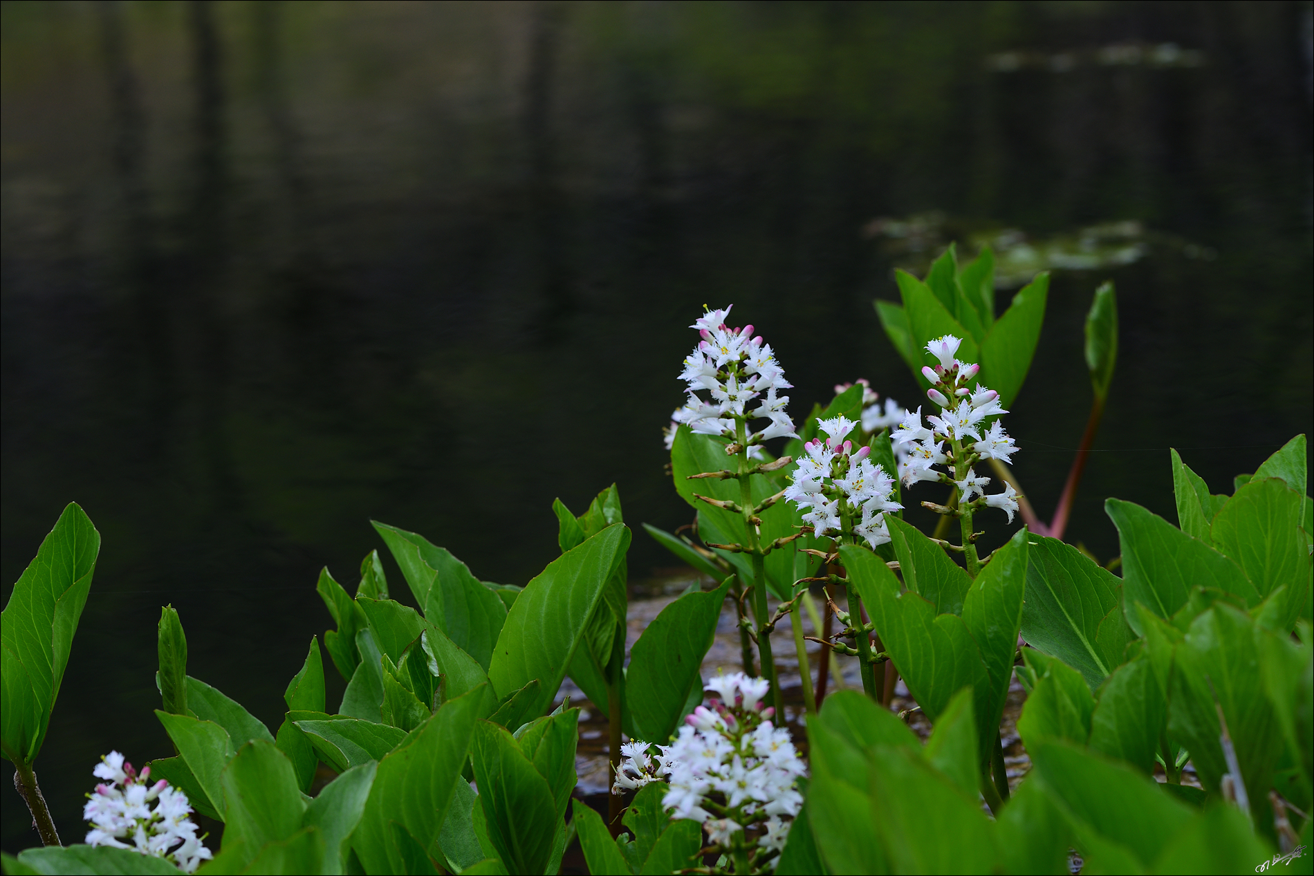 DSC_3681_1.jpg