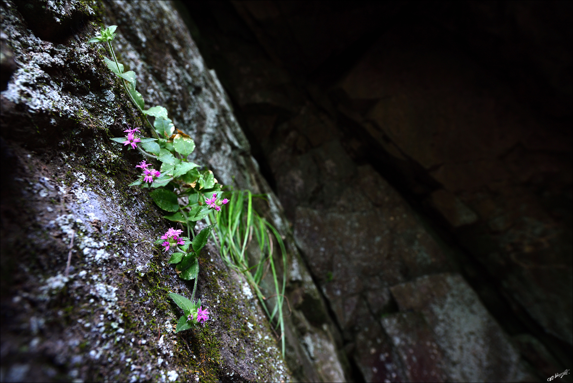 DSC_2217_01.jpg