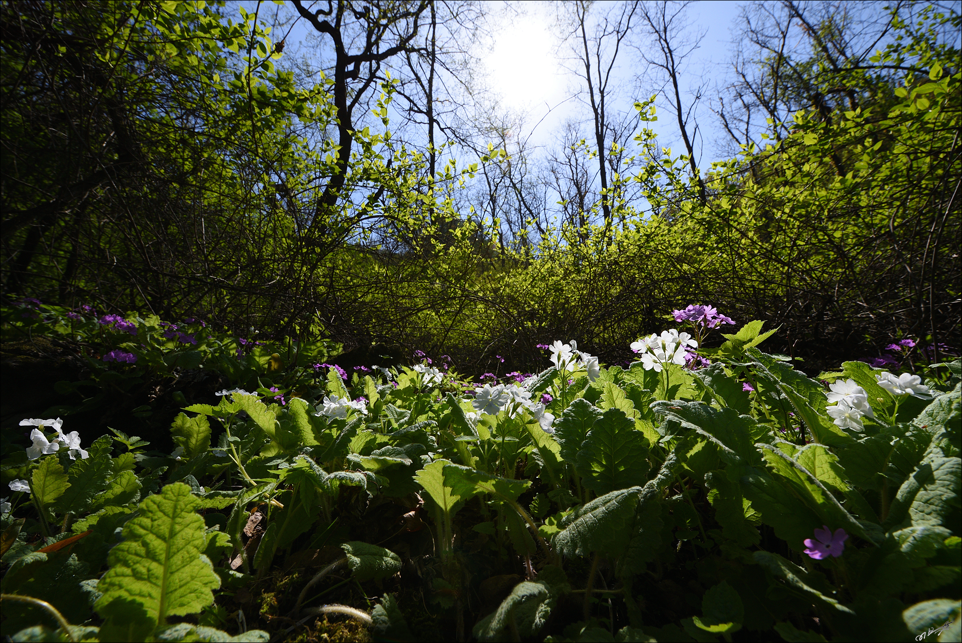 DSC_4056_1.jpg