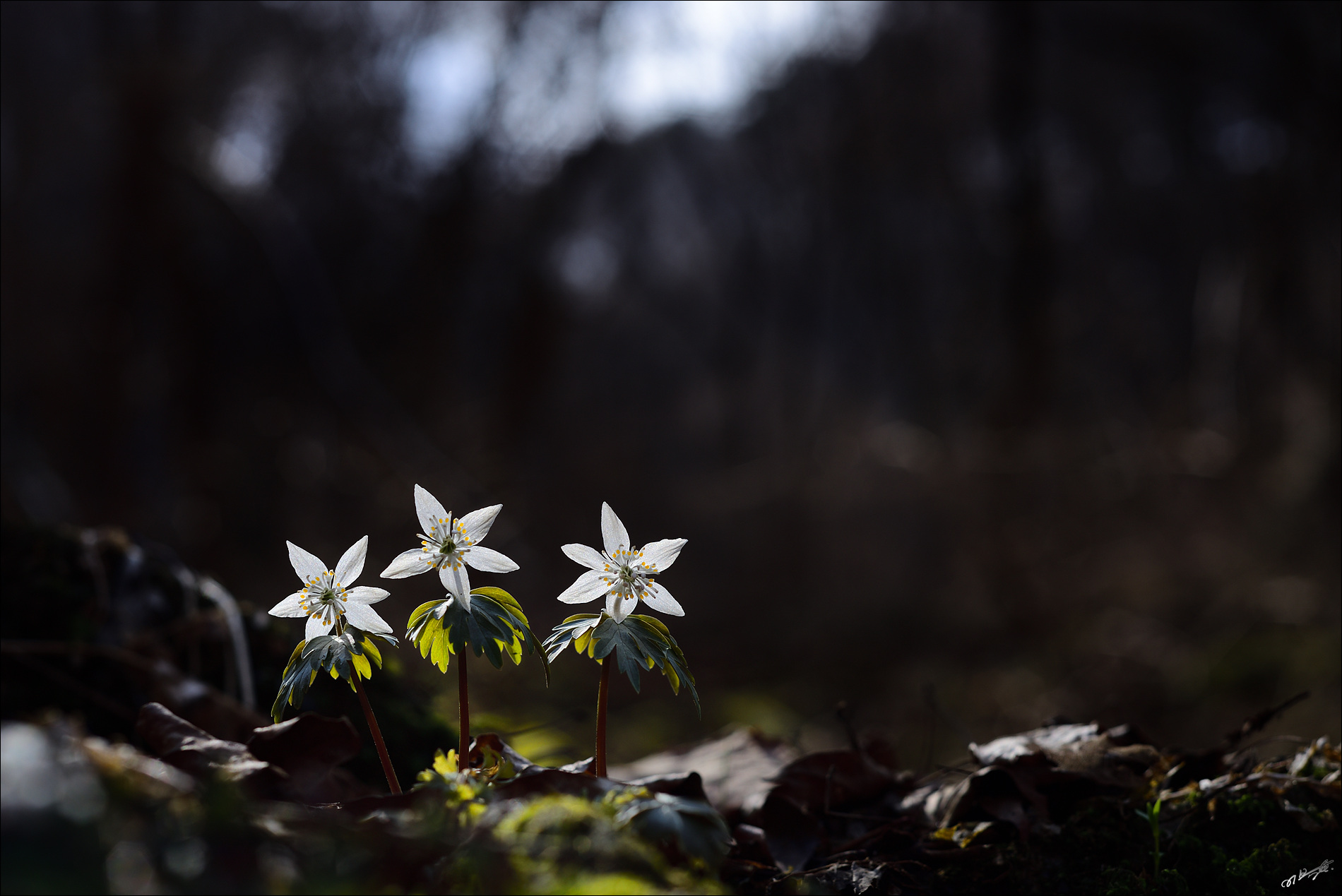 DSC_6360_2.jpg