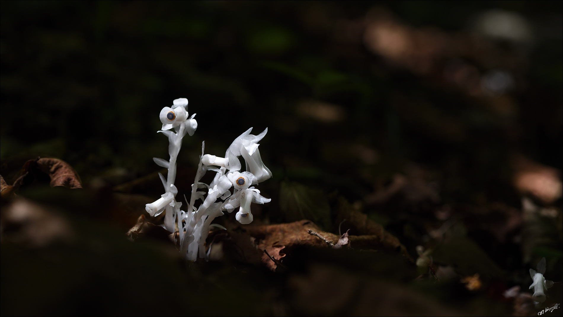DSC_6952_3.jpg