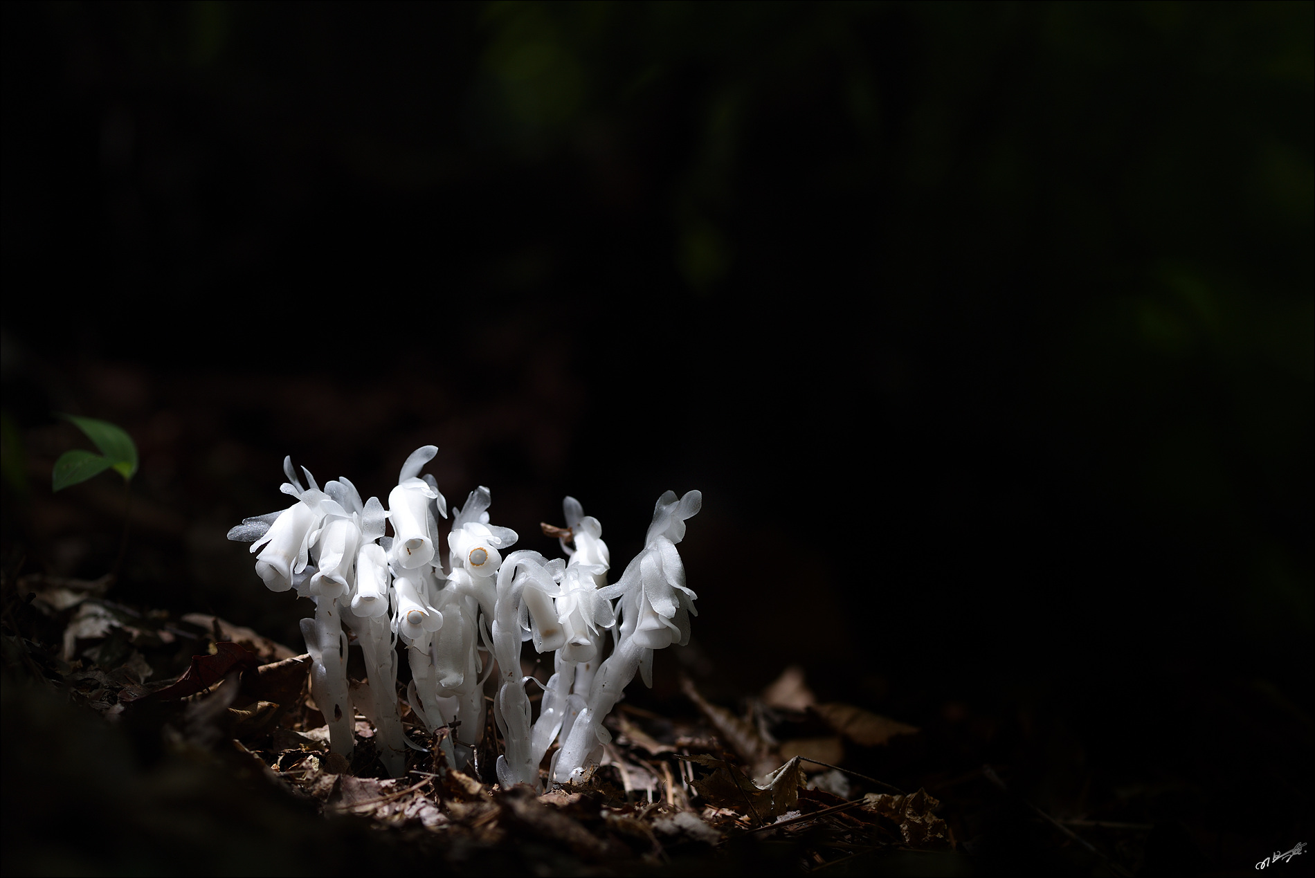 DSC_6877_2.jpg