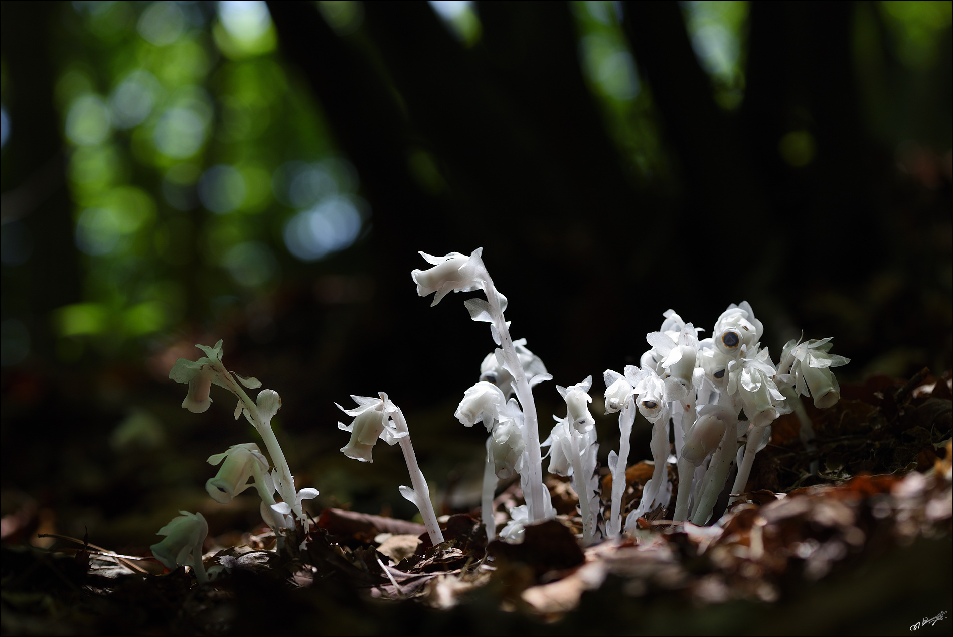 DSC_7039_3.jpg